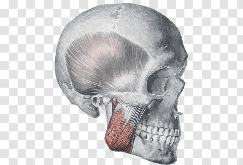 Masseter Muscle Anatomy Orbicularis Oris Muscles Of Mastication - Jaw - Enhance Strength Transparent PNG