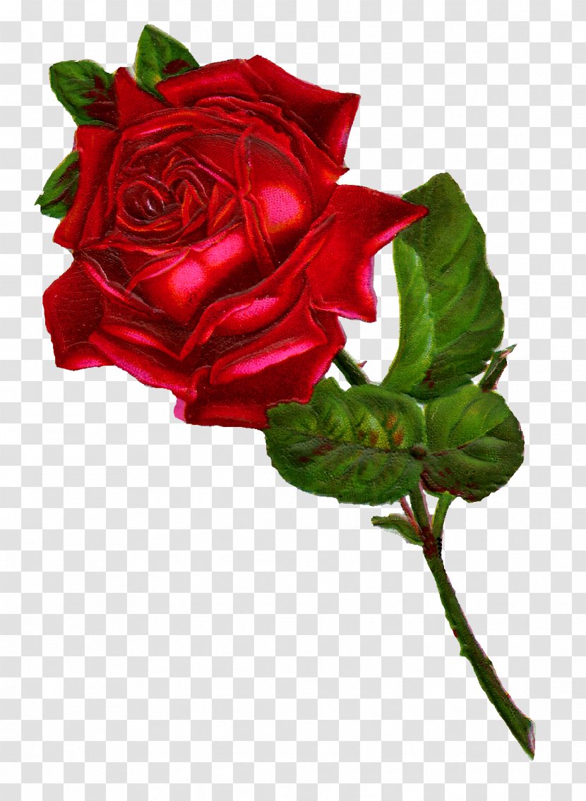 Rose Flower Red Clip Art - Plant Stem - Rosa Transparent PNG