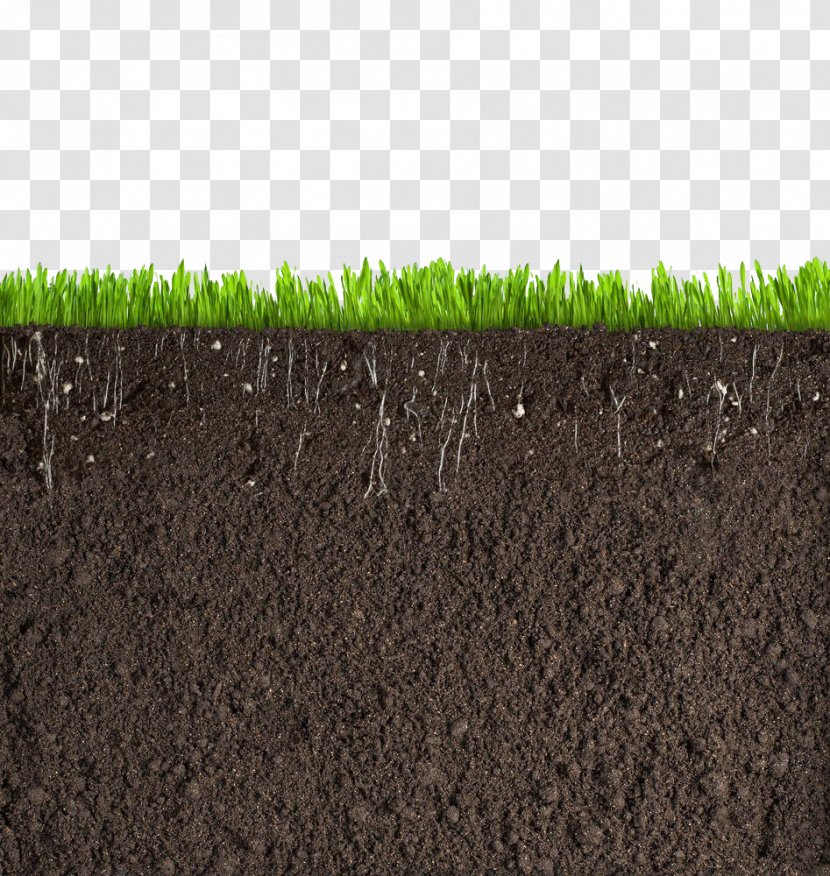 Grass Soil Cross Section - Royalty Free - Test Transparent PNG