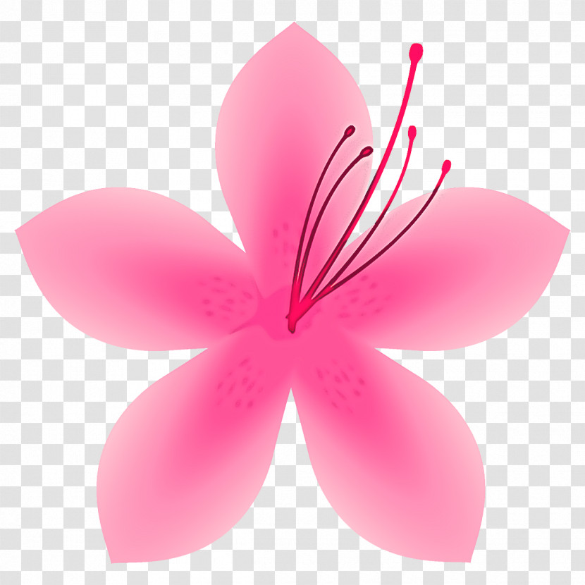 Petal Pink Flower Plant Hibiscus Transparent PNG