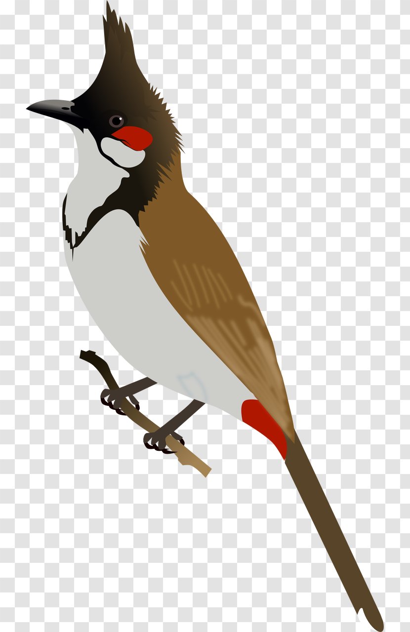 Bird Red-whiskered Bulbul Red-vented Clip Art - Common Nightingale - Pink Transparent PNG