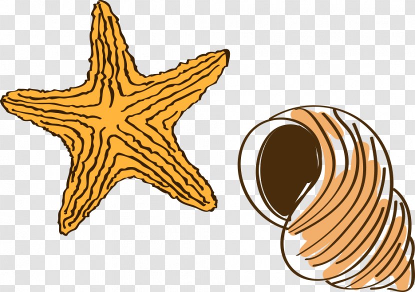 Cartoon Drawing Starfish - Visual Design Elements And Principles - Hand-drawn Conch Transparent PNG