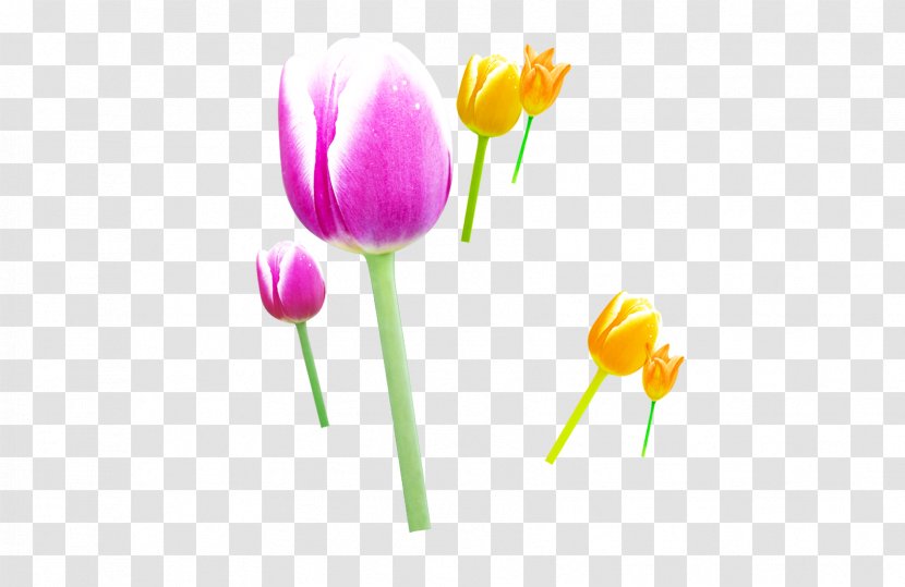 Tulip Flower - Image Resolution Transparent PNG