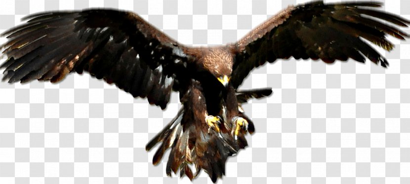 Bald Eagle Golden Vulture - Bird Transparent PNG