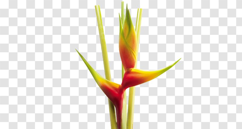 Heliconia Bihai Flower Wagneriana Colombia Psittacorum - Plant Transparent PNG
