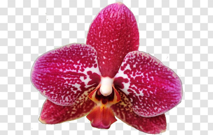 Moth Orchids Amazon.com Cattleya Magenta - Orchid TREE Transparent PNG