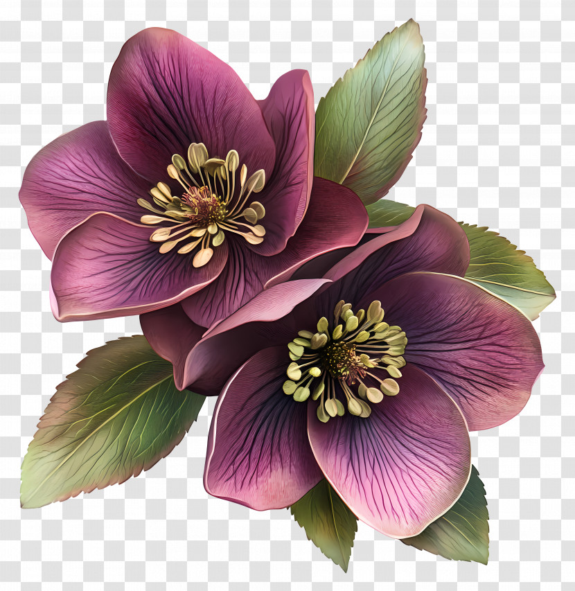 Helleborus - Purple Flowers With Green Leaves Transparent PNG
