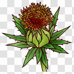 Cactus Transparent PNG