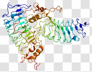 Glycoprotein Ib GP1BA Platelet Membrane - Art Transparent PNG
