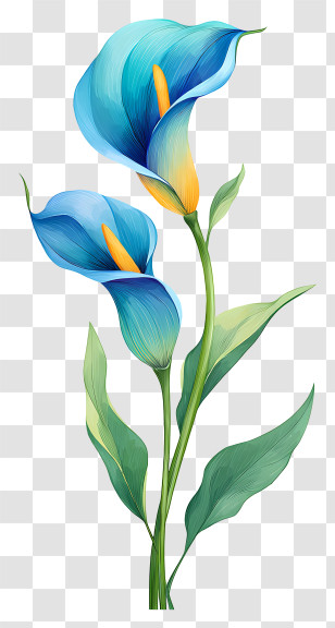 Elegant Blue Calla Lilies Transparent PNG