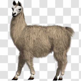 Llama Alpaca Camel Like Mammal Transparent Png
