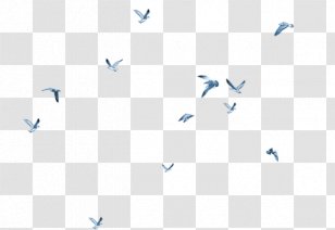 Bird Gulls Flight Columbidae Goose - Triangle - Birds Fly Transparent PNG