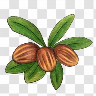Shea Butter Vitellaria Soap Nut Oil - Beauty Transparent PNG