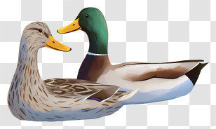 Watercolor Mallard Ducks - Pair Of Ducks In Water Transparent PNG