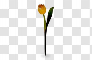 Tulip Cut Flowers Plant Stem Bud Petal Transparent PNG
