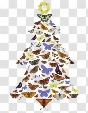 Christmas Tree Menai Bridge Ornament Pili Palas Nature World - Timeline Transparent PNG