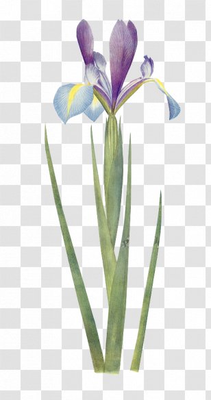 Iris Xiphium Botany Flower Botanical Illustration Wall - Flowering Plant - Green Floral Material Transparent PNG