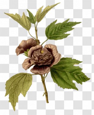 Common Hibiscus The Paradisus Londinensis Flower Malope Vaccinium Triflorum - Herbalism - Richard Anthony Salisbury Transparent PNG