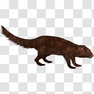 Sea Mink American Tiger European Pine Marten - Rat Transparent PNG