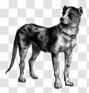Dog Breed English Mastiff Tibetan Australian Cattle Kunming Wolfdog Transparent PNG