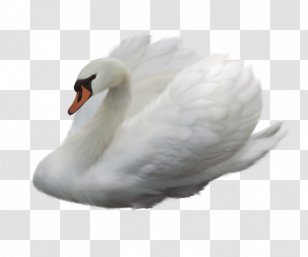 Cygnini Bird Duck - Water Transparent PNG