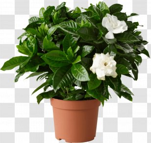 Cape Jasmine Houseplant Garden Flowerpot - Tree - Potted Plant Transparent PNG