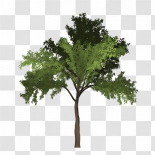 Black Locust Clip Art Image Tree - California Live Oak - Vector Transparent PNG