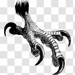 Bald Eagle Bird Claw Transparent PNG