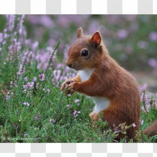 Chipmunk Fox Squirrel 02021 Whiskers - Mammal Transparent PNG