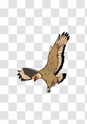 Bald Eagle Drawing - Accipitriformes Transparent PNG