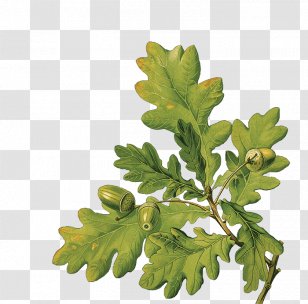 Family Tree Background - Bark - Fern Plane Transparent PNG