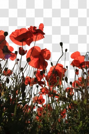 Blossom Background - Spring - Perennial Plant Anemone Transparent PNG