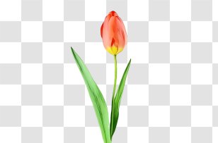 Lily Flower Cartoon - Guide To Pet Safety - Tulipa Humilis Family Transparent PNG