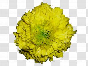 Mexican Marigold Chrysanthemum Flowering Plant Tagetes Filifolia - Flower Transparent PNG