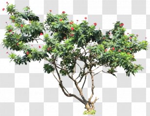 Jatropha Integerrima Tree Curcas Plant Shrub - Wood - Succulent Transparent PNG