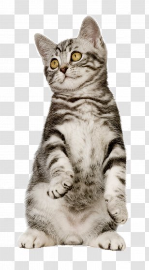 Cat Food Kitten Pet Dog - Saltwater Fish - Cats Transparent PNG