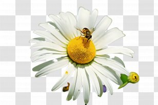 Daisy - Mayweed - Bee Camomile Transparent PNG