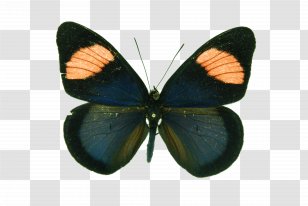 Gossamer-winged Butterflies Butterfly Pieridae Brush-footed Moth - We Heart It Transparent PNG