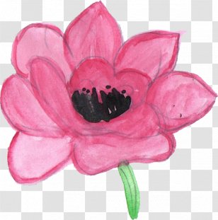 Cut Flowers Petal Pseudanthium - Watercolor Painting - Flower Transparent PNG