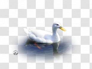 Mallard Goose Duck American Pekin Water Transparent PNG