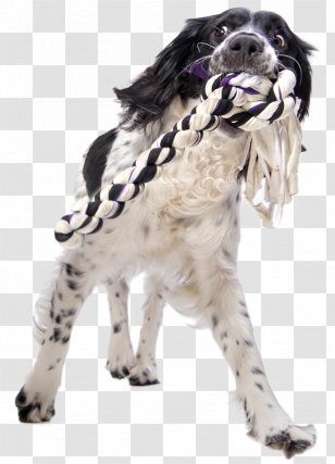Dog Stock Photography Getty Images - Play Firecracker Puppy Transparent PNG