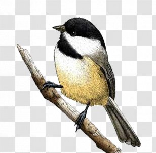 Black-capped Chickadee Bird Drawing Carolina - Fauna - Sparrow Transparent PNG