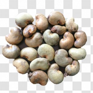 Cashew Tree Nut Allergy Seed Raw Foodism - Ingredient - Root Vegetable Transparent PNG