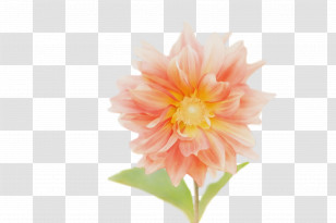 Dahlia Plant Stem Floristry Cut Flowers Annual Plant Transparent PNG