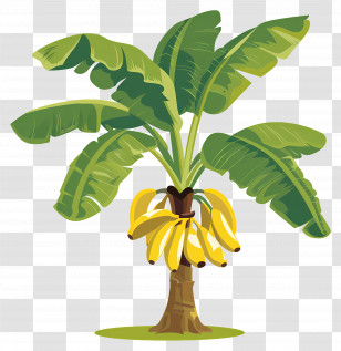 Banana Tree - Banana Plant With Hanging Fruit Illustration Transparent PNG