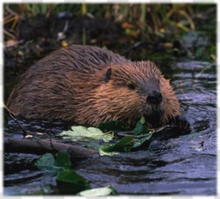 Eurasian Beaver North American Rodent Dam Habitat - Muskrat Transparent PNG