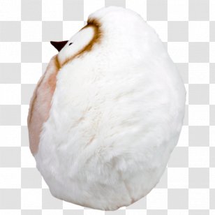 Owl Beak ï¼ˆæ ªï¼‰ãƒ¢ãƒ³ã‚¹ã‚¤ãƒ¦ Bird Keyword Tool - Japan Transparent PNG