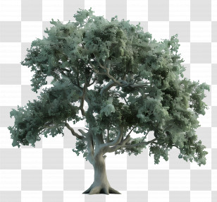 3d Oak Tree - Majestic Oak Tree Illustration Transparent PNG