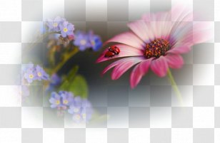 Photography Birthday Desktop Wallpaper Image Flower - Macro Transparent PNG