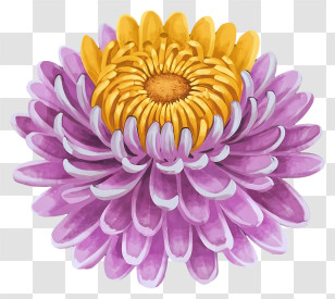 Purple Chrysanthemum - Purple And Yellow Chrysanthemum Flower Transparent PNG